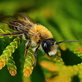 Пчелка на туе | Фотограф Андрей Шаповалов | foto.by фото.бай