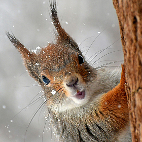 В зимнем парке.. | Фотограф Ihar Karneichuk | foto.by фото.бай