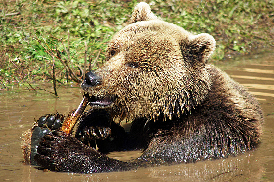 Александр Лагутик - фотограф, фотография добавлена 25.07.2017