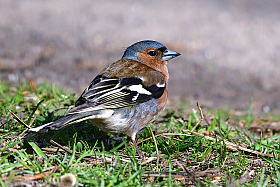 *** | Фотограф Ihar Karneichuk | foto.by фото.бай