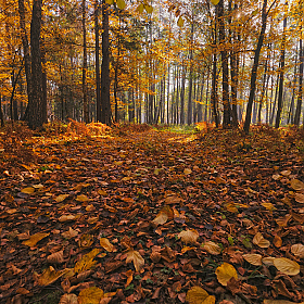 Прогулка по лесу | Фотограф Стас Аврамчик | foto.by фото.бай