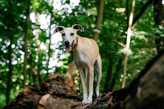 Фотограф Мария Войтик, фотография добавлена 24.12.2025