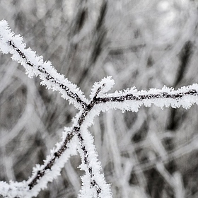 фотограф Андрей Дыдыкин. Фотография "Зима - это макро"