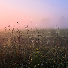Осенние травы на рассвете | Фотограф Сергей Шабуневич | foto.by фото.бай