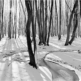 снег и солнце | Фотограф Игорь Сафонов | foto.by фото.бай