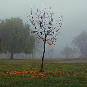 Осень | Фотограф Сергей Шляга | foto.by фото.бай