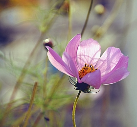 Цветок | Фотограф Даша Сергеева | foto.by фото.бай