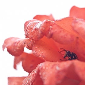 фотограф Михаил Медведев. Фотография "Пчела под розой"