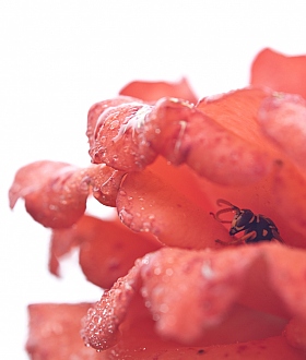 Пчела под розой | Фотограф Михаил Медведев | foto.by фото.бай