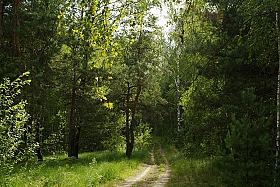 лесные тропинки | Фотограф василий некрашевич | foto.by фото.бай