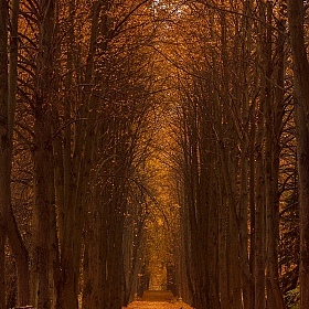 Альбом "Autumn" | Фотограф Ольга Коваленкова | foto.by фото.бай
