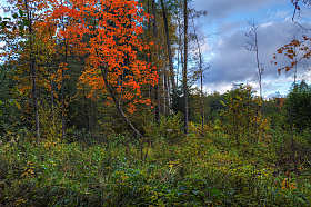 Осень... | Фотограф Сергей Шабуневич | foto.by фото.бай