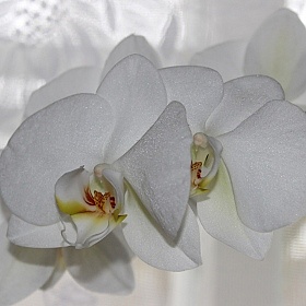 фотограф Сергей Талайко. Фотография "Орхидея"