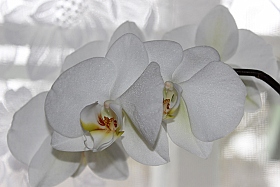 Орхидея | Фотограф Сергей Талайко | foto.by фото.бай