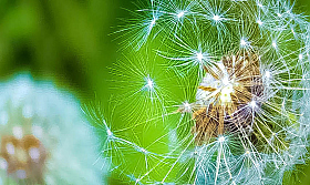 Семена жизни | Фотограф Niki Nik | foto.by фото.бай