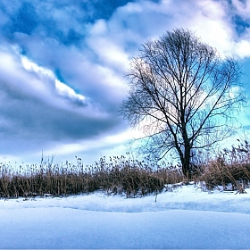 фотограф Владислав Слепухин. Фотография "The lonely tree"