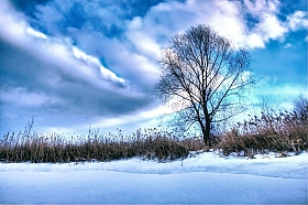 The lonely tree | Фотограф Владислав Слепухин | foto.by фото.бай