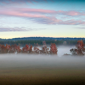 Туман в красном лесу | Фотограф Сергей Шабуневич | foto.by фото.бай