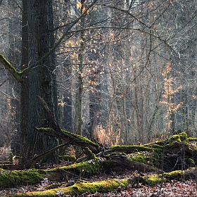 / Про весенний лес / | Фотограф Влад Соколовский | foto.by фото.бай