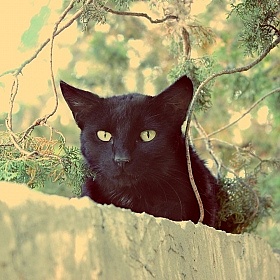 фотограф Анна Черняк. Фотография "Чёрный кот.."