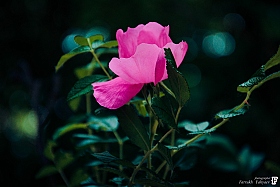 Цветок | Фотограф Фаррух Яхьяев | foto.by фото.бай