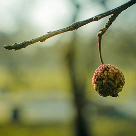Последнее яблоко | Фотограф Андрей Колесников | foto.by фото.бай
