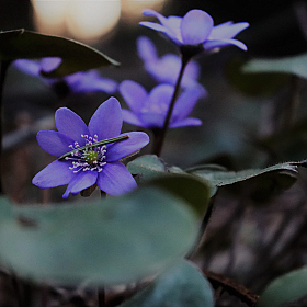 Весна — время возрождения и новых начал. | Фотограф Кристина Раткевич | foto.by фото.бай