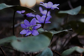 Весна — время возрождения и новых начал. | Фотограф Кристина Раткевич | foto.by фото.бай
