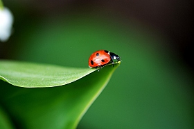 ladybug | Фотограф Харук Виктор | foto.by фото.бай