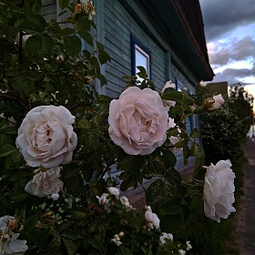 розы | Фотограф Mariya Familiano | foto.by фото.бай