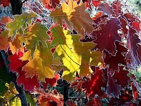 Раскрасила осень... | Фотограф Виктор Позняков | foto.by фото.бай