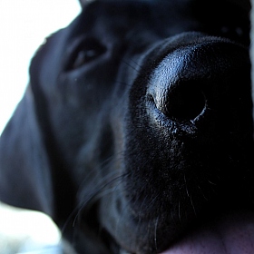 фотограф Roy Olga. Фотография "/Собака- лучший друг человека./"