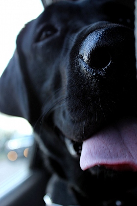 /Собака- лучший друг человека./ | Фотограф Roy Olga | foto.by фото.бай
