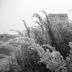 фотограф Константин Konstanto. Фотография "Снежный можжевельник"