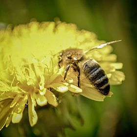 фотограф Юрий Жданкин. Фотография "пчела"