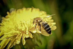 пчела | Фотограф Юрий Жданкин | foto.by фото.бай