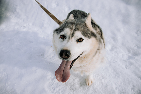 Фотограф Дмитрий Гусалов, фотография добавлена 18.02.2026