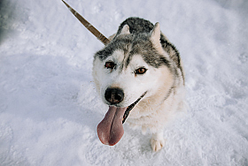 Работа фотографа Дмитрий Гусалов