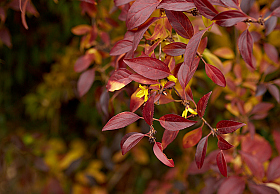 Цветы в октябре! | Фотограф Hanna Bykovskaya | foto.by фото.бай