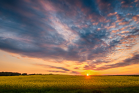 Закат над цветущим полем | Фотограф Александр Тарасевич | foto.by фото.бай