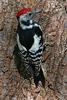 *** | Фотограф Ihar Karneichuk | foto.by фото.бай