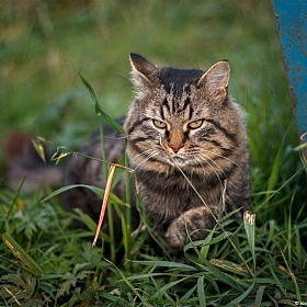 фотограф Александр Бобрецов. Фотография "Бородатый кот"
