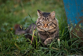 Бородатый кот | Фотограф Александр Бобрецов | foto.by фото.бай