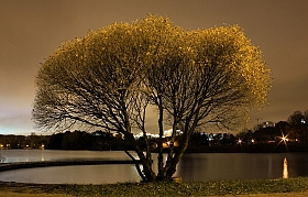 дерево | Фотограф Gera More | foto.by фото.бай