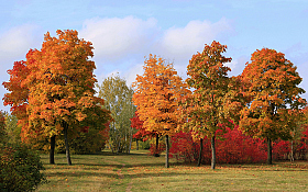 Осень золотая | Фотограф Александр Задёрко | foto.by фото.бай