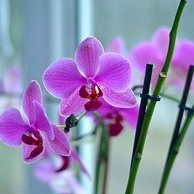 фотограф Алёна Божко. Фотография "Орхидея..."