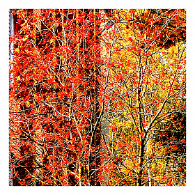 Autumn | Фотограф ТацянаГрачанікава МінімалізмПаляроіда | foto.by фото.бай