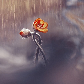 Двое под дождем | Фотограф Лариса Пашкевич | foto.by фото.бай