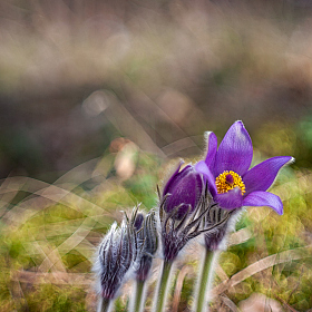 Встреча весны | Фотограф Айвар Удрис | foto.by фото.бай
