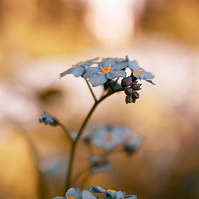 Цветок | Фотограф Егор Примак | foto.by фото.бай